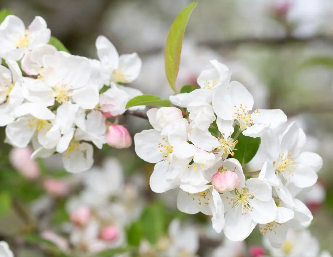Malus Evereste — 12L Container
