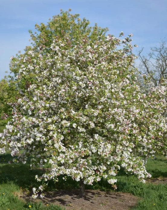 Malus Evereste — 12L Container