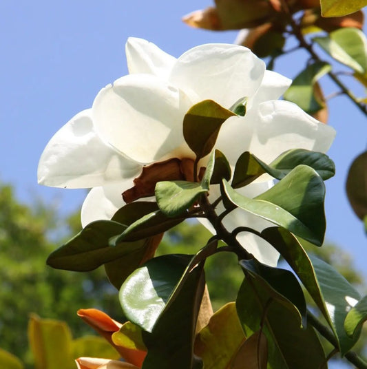 Magnolia gra Exmouth (White) — 12L Container