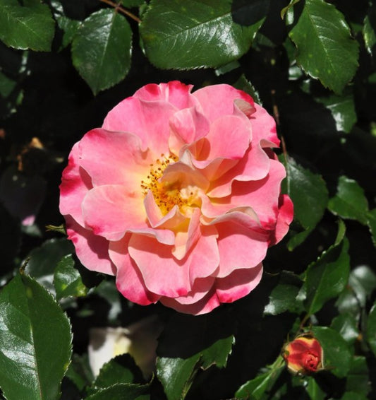 Rosa 'Exotic'