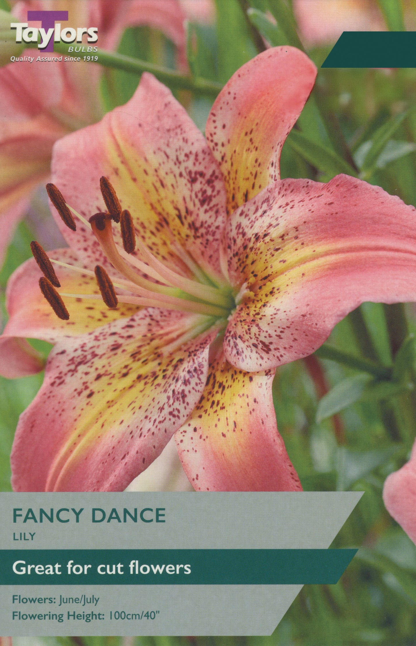 Fancy Dance flowering plant with ruffled coral-pink blooms and glossy green leaves ideal for containers and borders