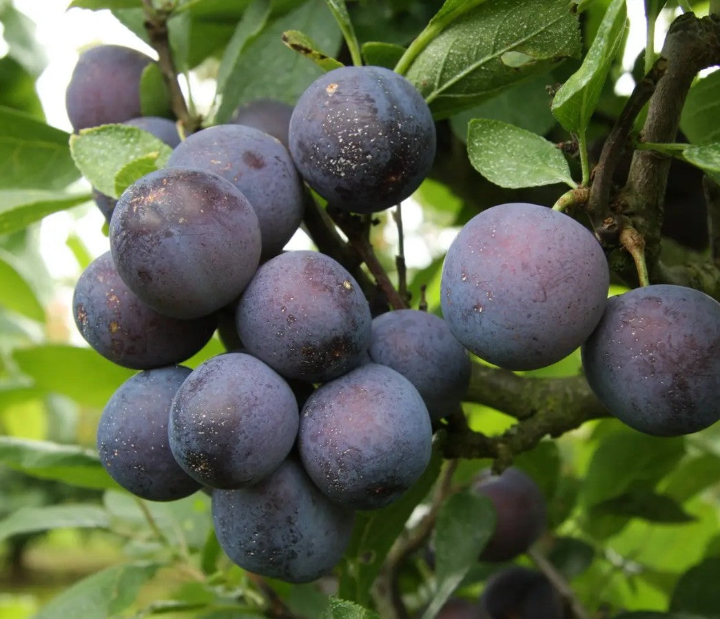 Damson (Prunus) Farleigh Half Standard
