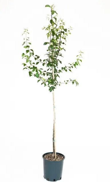 Damson (Prunus) Farleigh Half Standard
