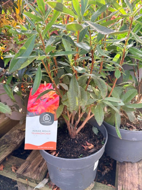 Azalea mollis 'Feuerkopfchen' 23cm pot