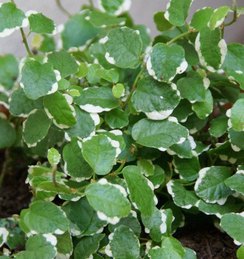 Ficus Pumila