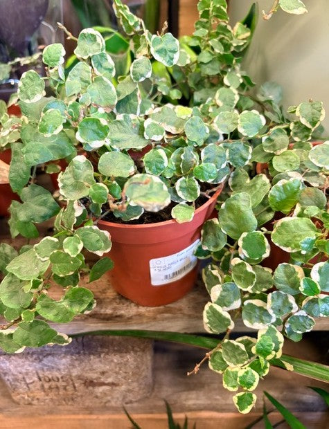 Ficus Pumila