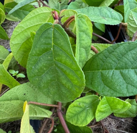 Ficus Tikoua 2Ltr