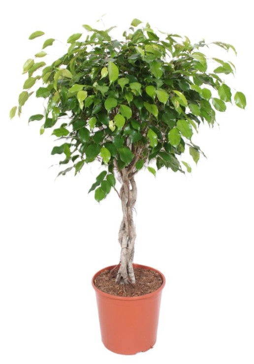 Ficus Exotica 'Tropical Specimen' P40
