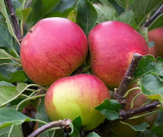 Apple (Malus) Fiesta — Bush, 12L Container, MM106