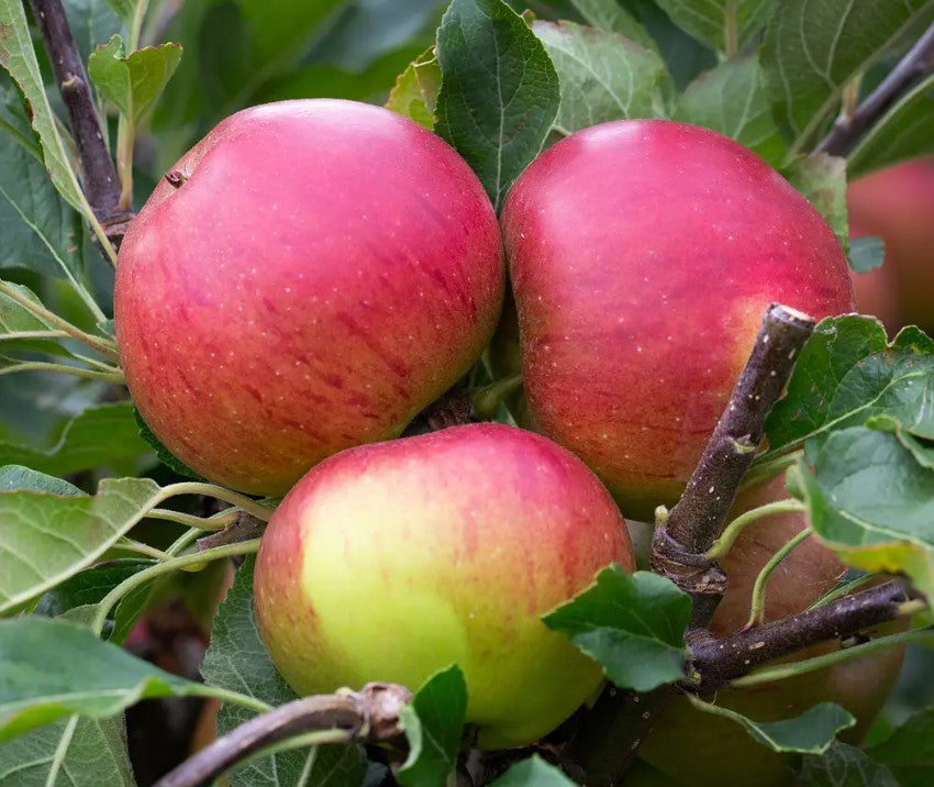 Apple (Malus) Fiesta — Cordon, 12L Container, M9