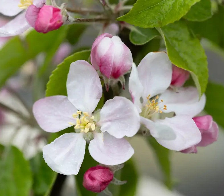 Apple (Malus) Fiesta — Bush, 12L Container, MM106
