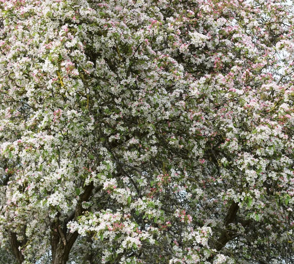 Malus floribunda — 12L Container