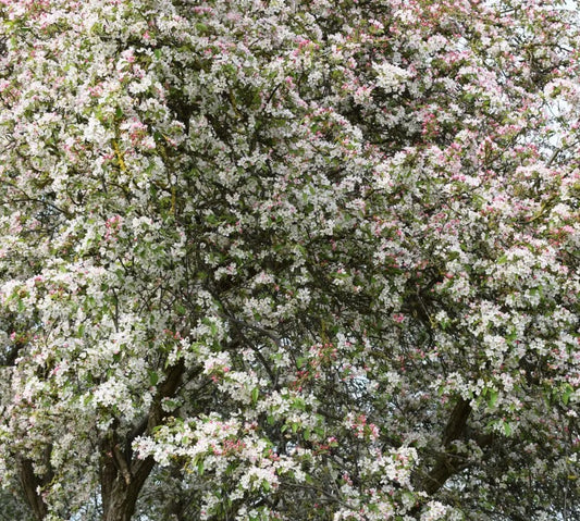 Malus floribunda — 12L Container