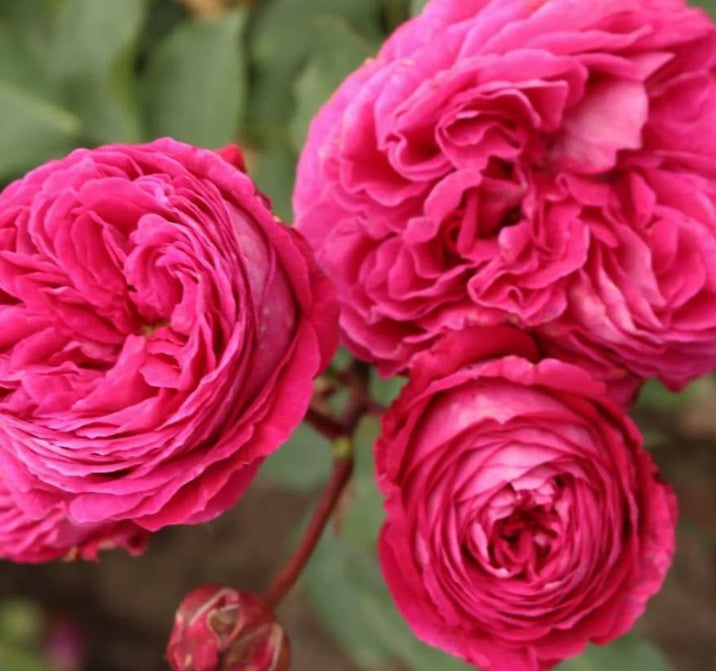 Rosa 'Freifrau Caroline'