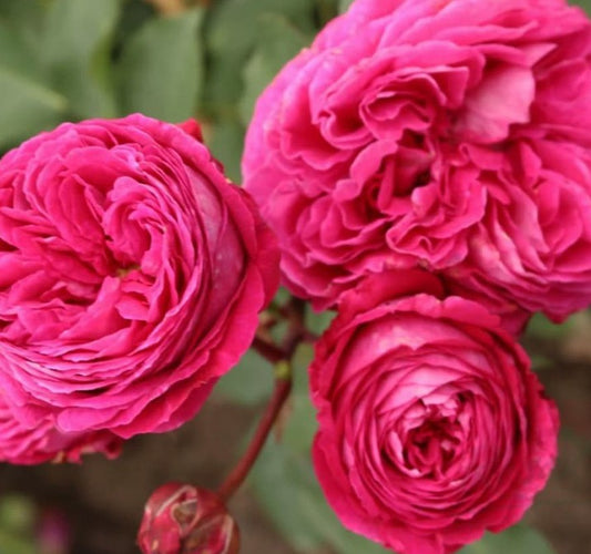 Rosa 'Freifrau Caroline'