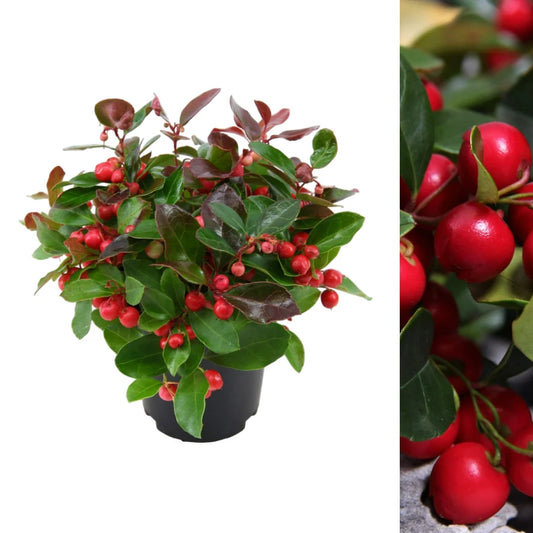 Gaultheria procumbens 'Big Berry' 10cm pot
