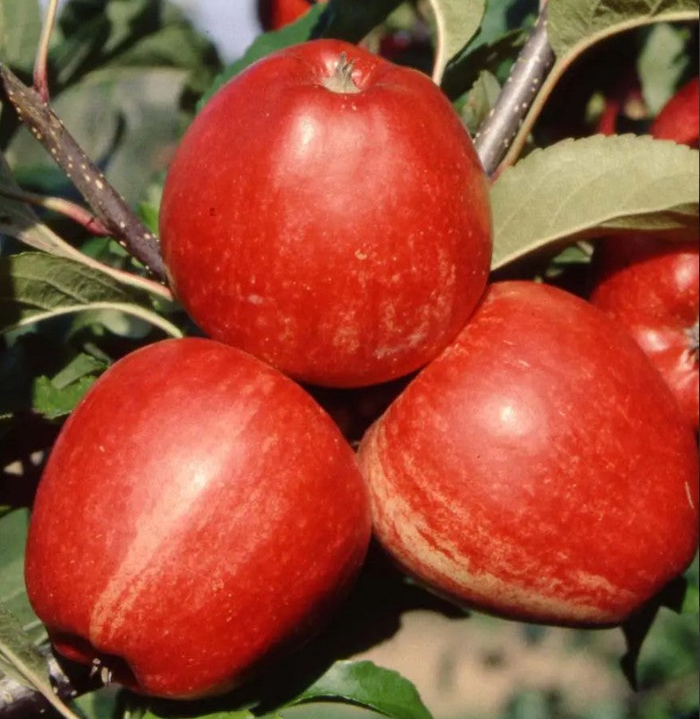 Apple (Malus) Gala MM106