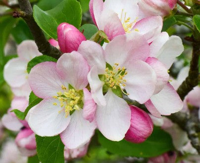 Apple (Malus) Gala MM106