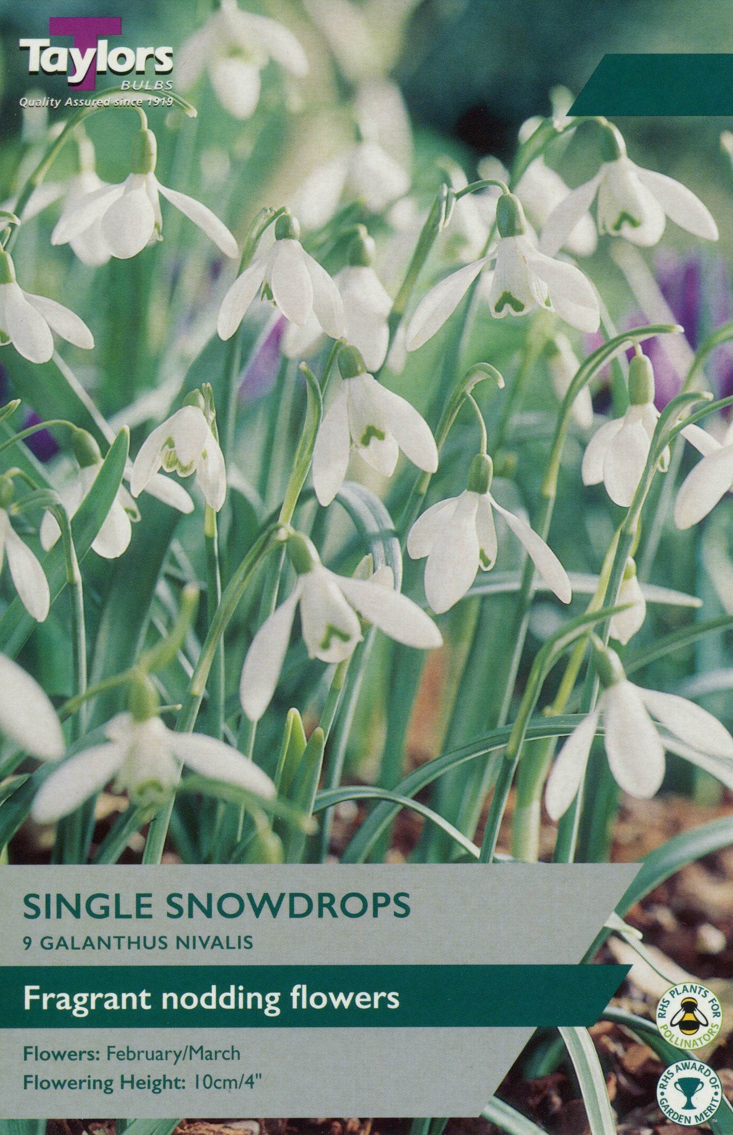 Single-flowered Galanthus (snowdrop) field-grown bulbs with nodding white blooms and green strap leaves