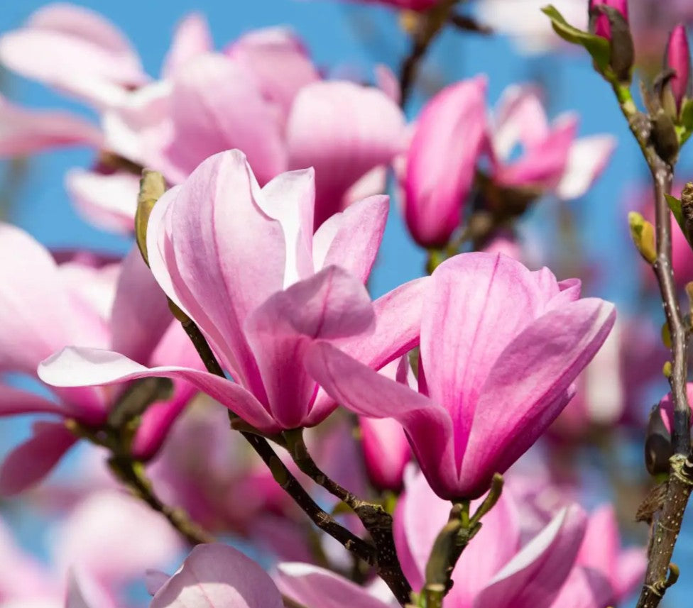 Magnolia Galaxy (Rich Pink) — 12L Container