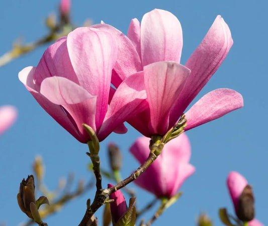 Magnolia Galaxy (Rich Pink) — 12L Container