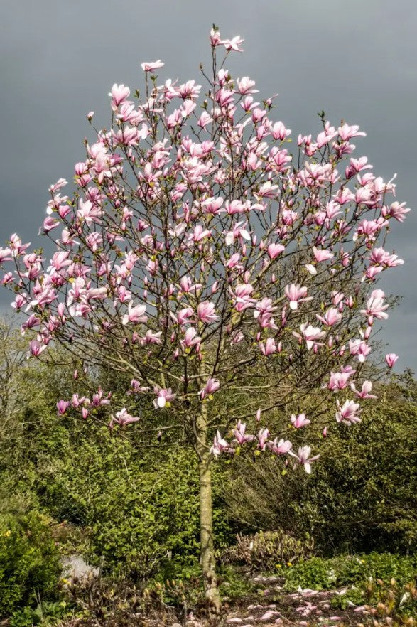 Magnolia Galaxy (Rich Pink) — 12L Container