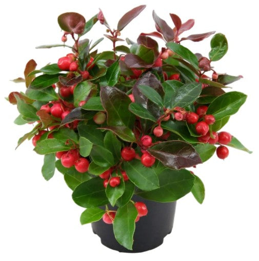 Gaultheria procumbens 'Big Berry' 10.5cm