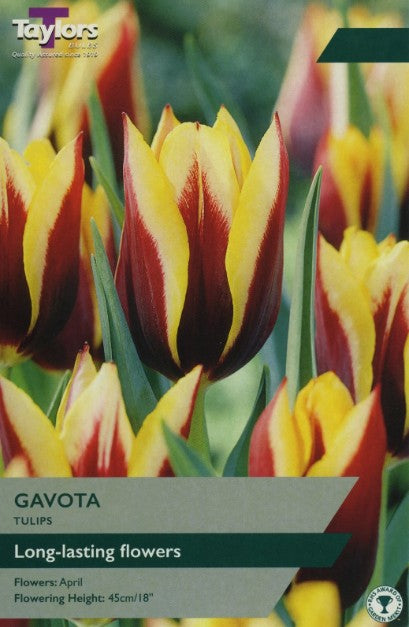 Taylors Bulbs Tulip Gavota (6)