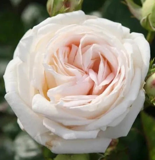 Rosa 'Glorious Parfuma'