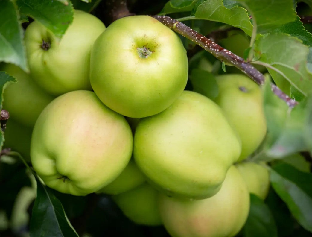 Apple (Malus) Golden Delicious M26