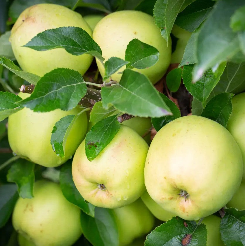 Apple (Malus) Golden Delicious M26