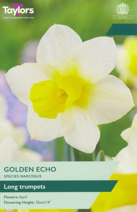 Taylors Bulbs Narcissus 'Golden Echo' (6)