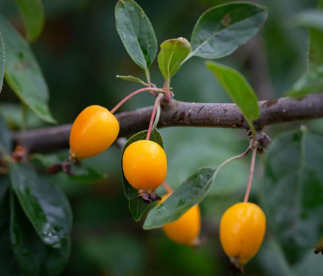 Malus Golden Gem — 12L Container