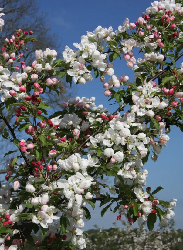 Malus Golden Gem — 12L Container