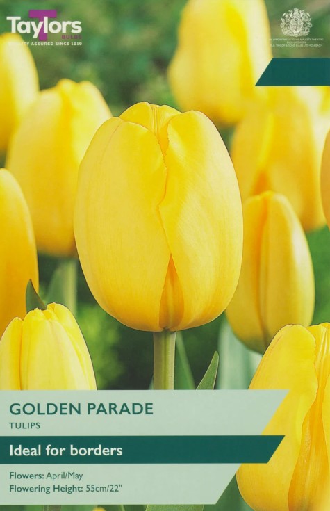 Taylors Bulbs Tulip 'Golden Parade' (7)