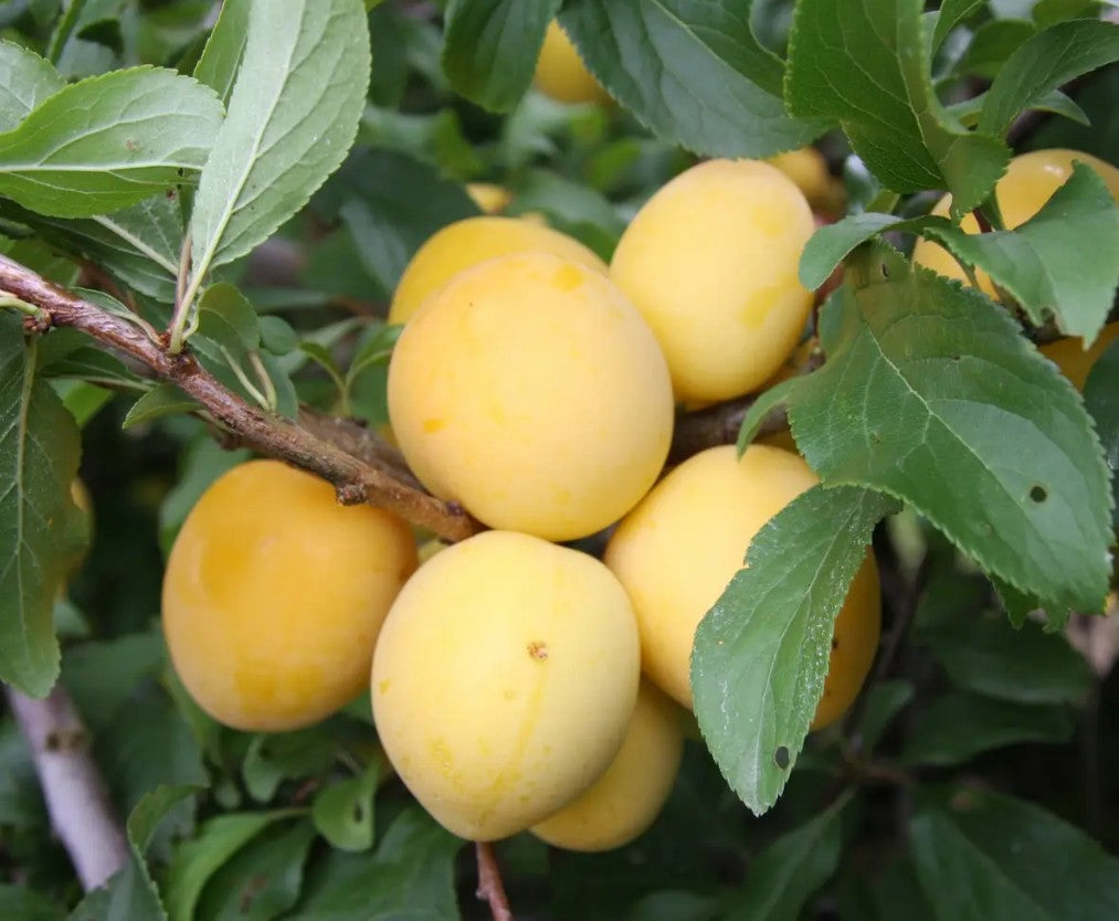 Mirabelle (Prunus) Golden Sphere 12L