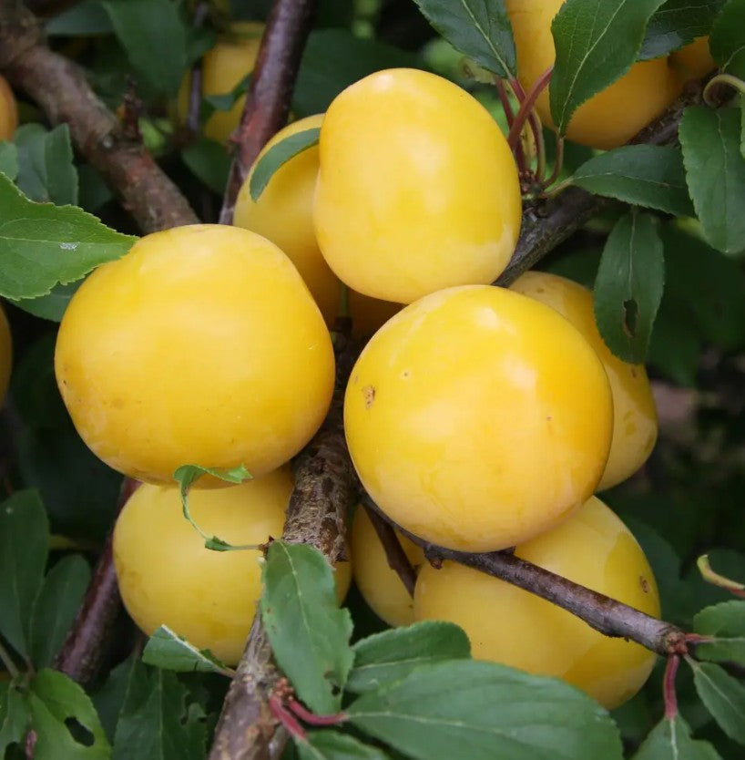 Mirabelle (Prunus) Golden Sphere 12L