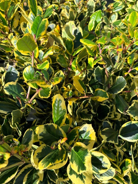 Ilex altaclerensis 'Golden King' 2ltr pot