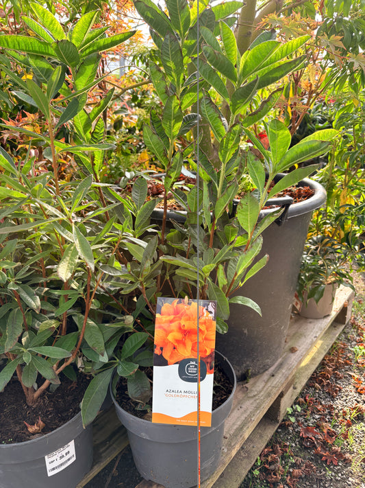 Azalea mollis 'Goldkopfchen' 23cm pot