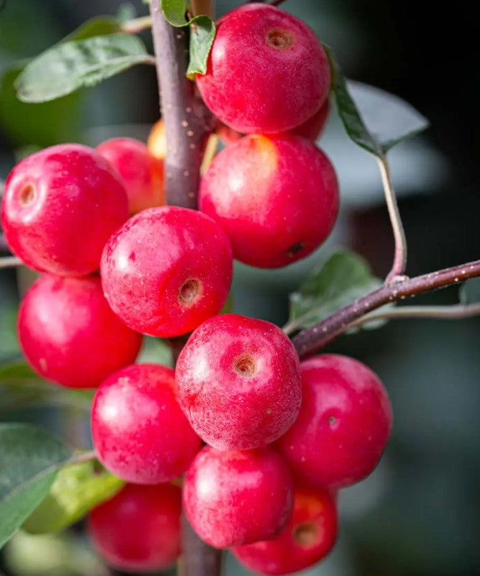 Malus Gorgeous — 12L Container
