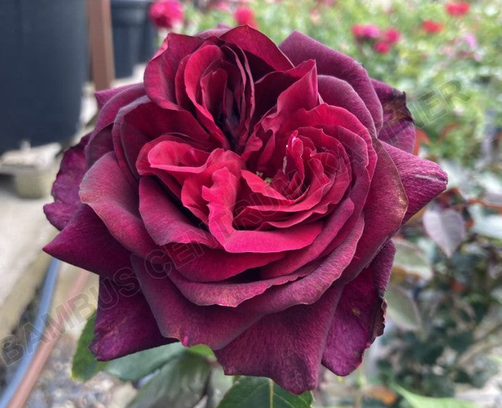 Rosa 'Grafin Dana'