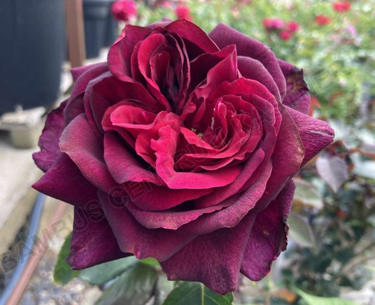 Rosa 'Grafin Dana'
