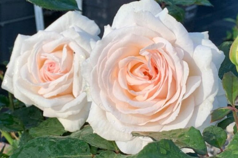 Rosa 'Grafin Eule Zu Rantzau'