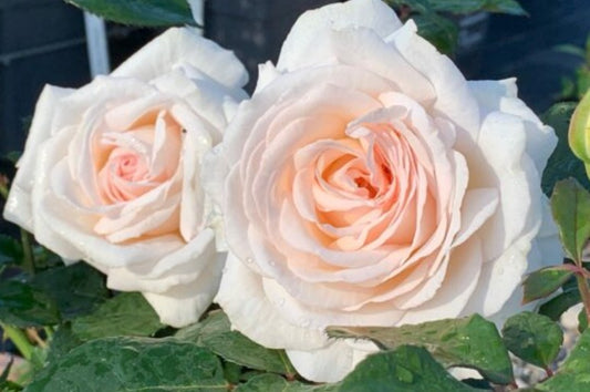 Rosa 'Grafin Eule Zu Rantzau'