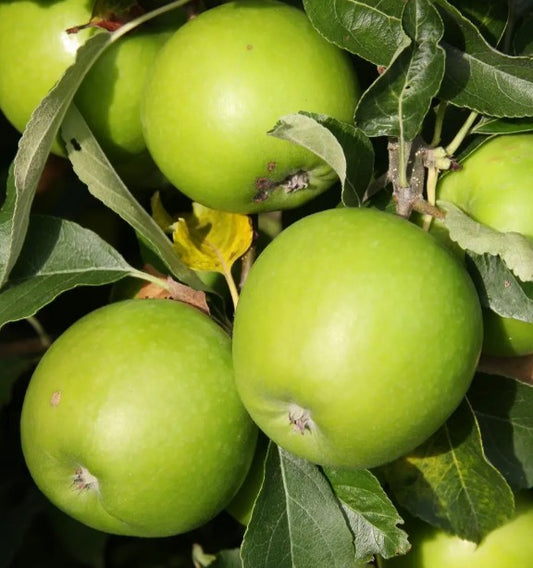 Apple (Malus) Granny Smith MM106