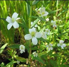 Gratiola officinalis 1ltr