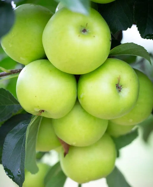Apple (Malus) Greensleeves MM106