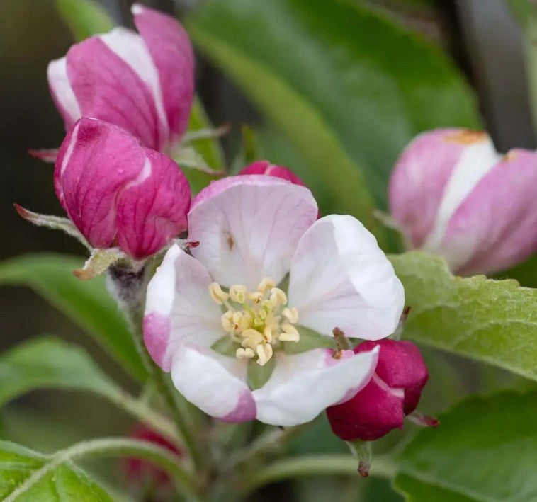Apple (Malus) Greensleeves MM106