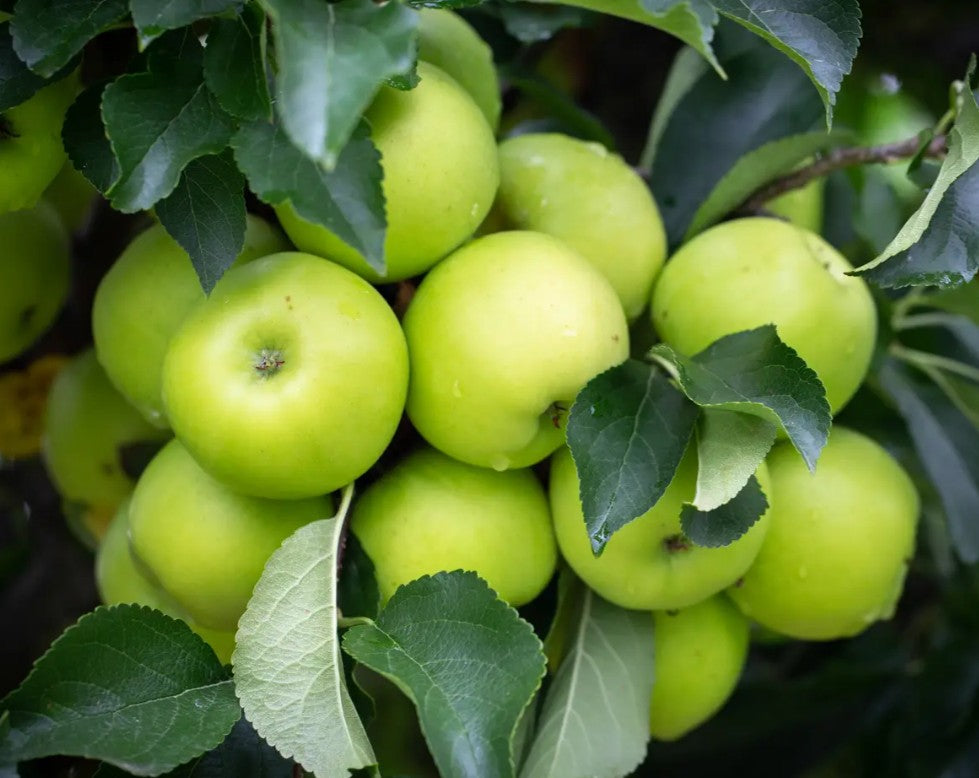 Apple (Malus) Greensleeves MM106