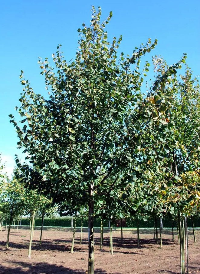 Tilia cor Greenspire